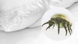 Descubre si tu cama está infestada de ácaros con estos consejos